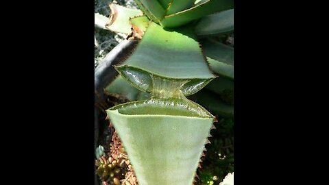 Aloe Macroclata