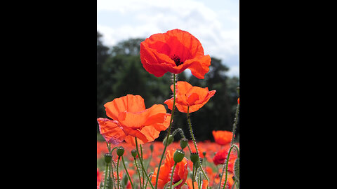 God is good all the time 1363: Memorial day, Remembrance and Sacrifice