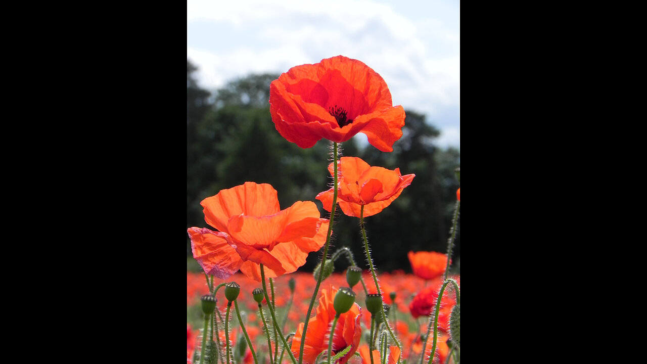 God is good all the time 1363: Memorial day, Remembrance and Sacrifice