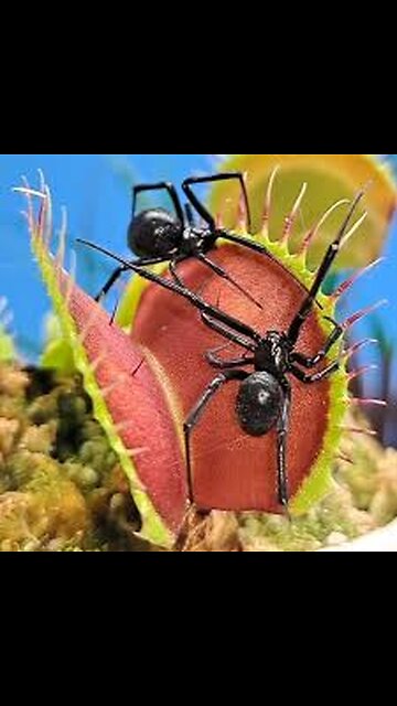 a collection of Venus fly traps and records them catching bugs and insects