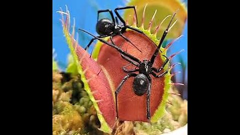 a collection of Venus fly traps and records them catching bugs and insects
