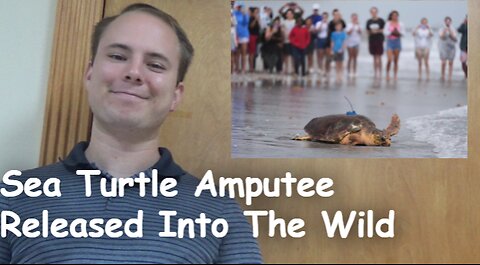 Sea Turtle Amputee Released Into The Wild