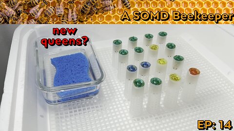 SOMD Beekeeping ep: 14 - New queens - pt 1