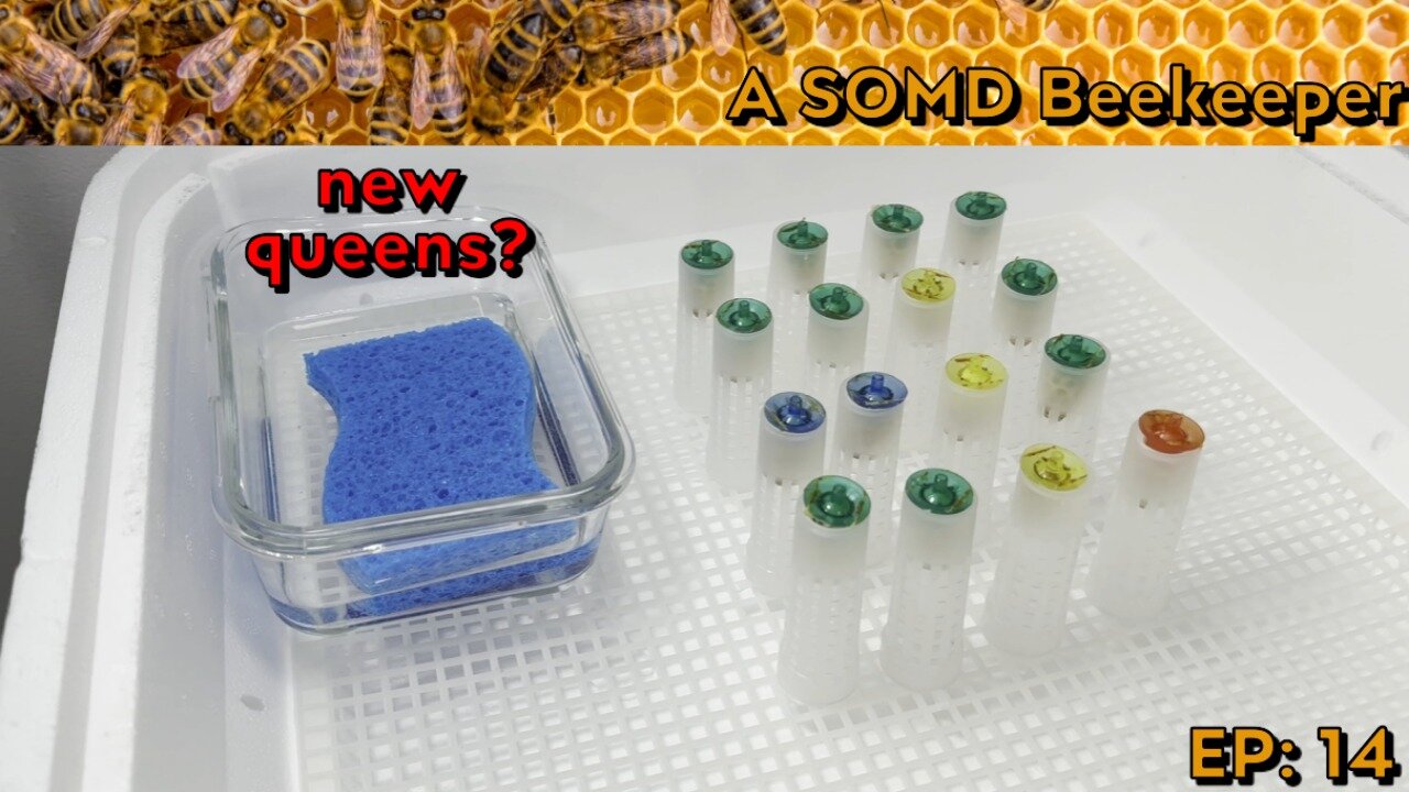SOMD Beekeeping ep: 14 - New queens - pt 1