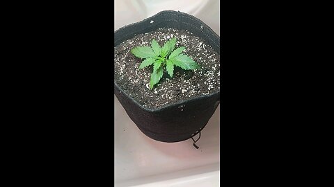 Gorilla Cookies auto week 1 day 5