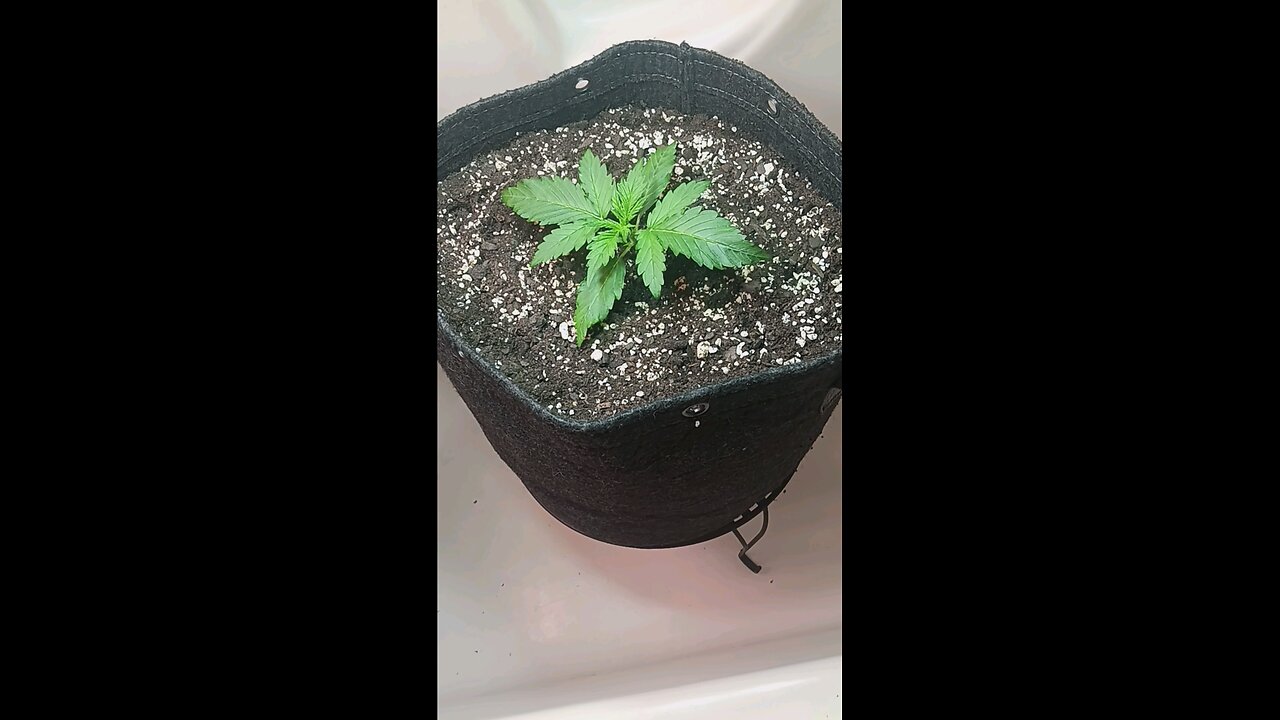Gorilla Cookies auto week 1 day 5