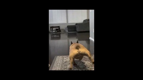 funny dog