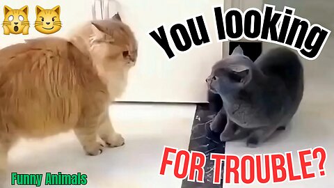 "You looking for trouble?"