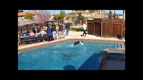 Dog Amazes People By Running Over Pool