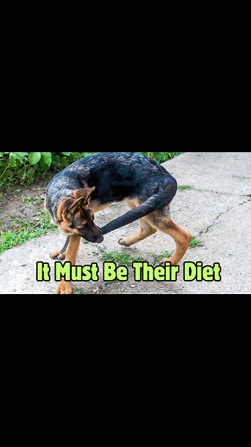 Why Don't Dogs Wipe?