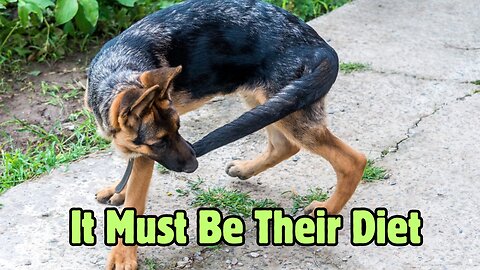 Why Don't Dogs Wipe?