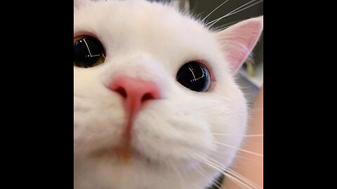 funny cat