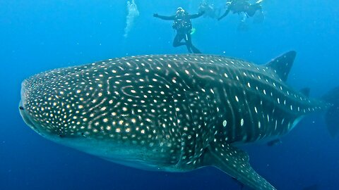 Swimming With the Giants, Whale Sharks of Darwin Island
