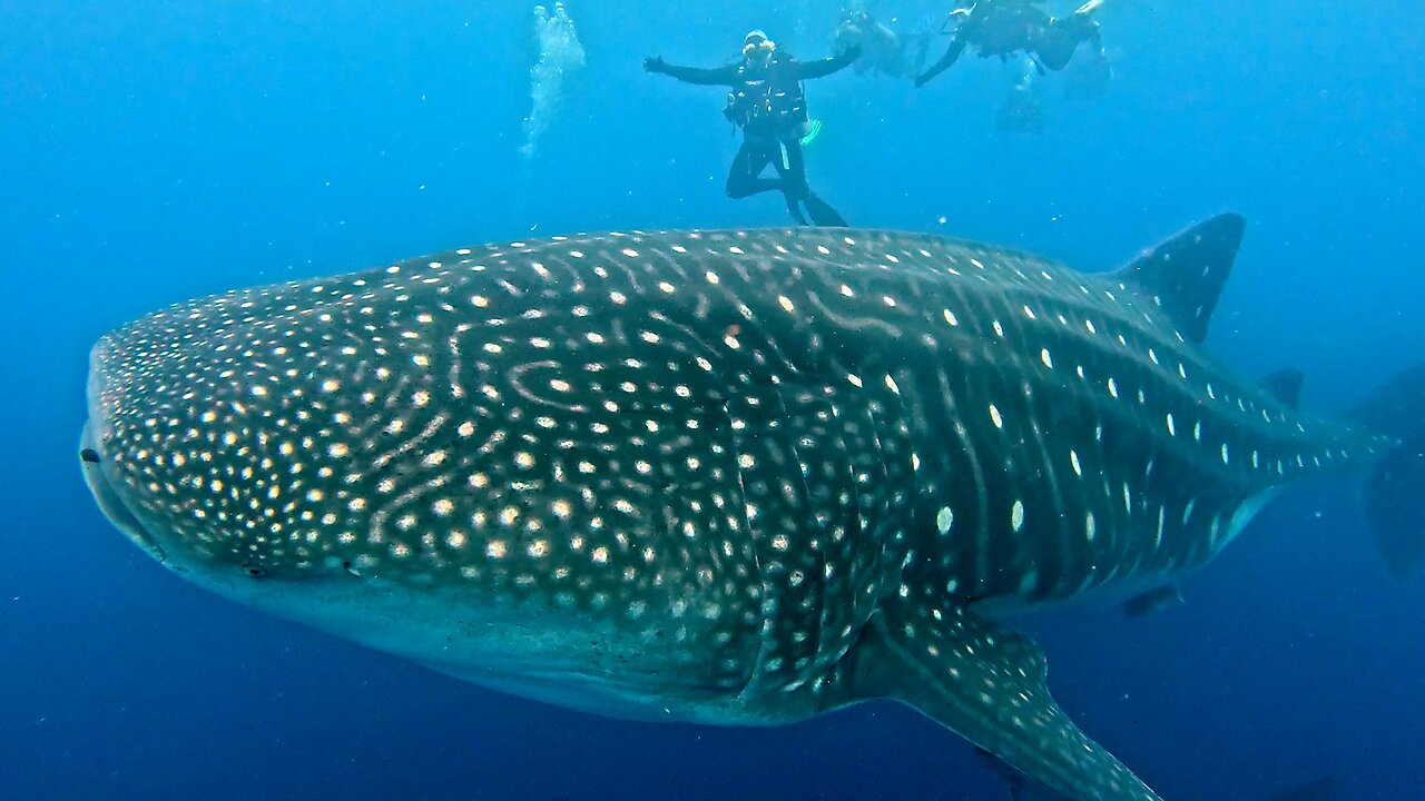 Swimming With the Giants, Whale Sharks of Darwin Island