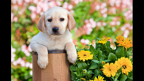 "He Waited... But She Never Came 💔🐶 | Funniest Dog Love Story Ever!"