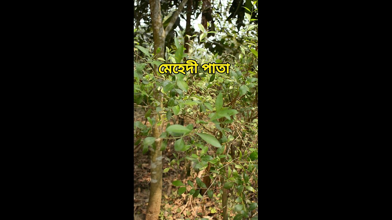 মেহেদী পাতা | উপরে সবুজ #viral