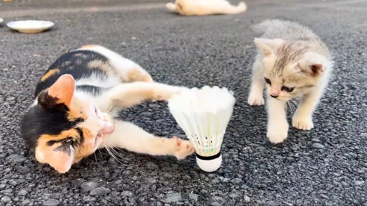 Cats Playing with Feather