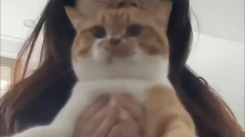 Cat Grooves to Chicken Banana Beat! (Sound ON for Maximum Cringe) 😹 #RumbleDanceChallenge