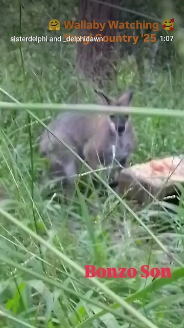 ❤️Bonzo Son 🤗The Red Necked Wallaby