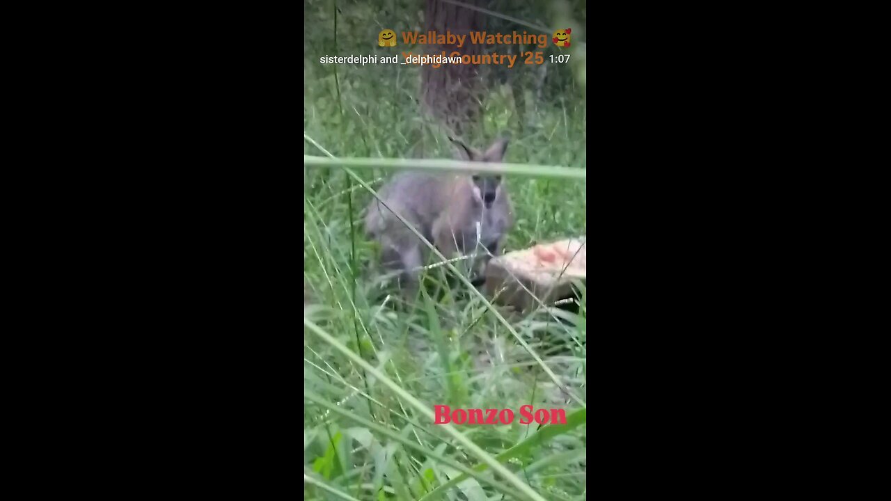 ❤️Bonzo Son 🤗The Red Necked Wallaby