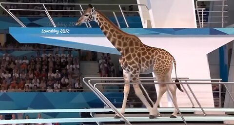 Which Animal Wins the Gold Medal? | Animal Olympics