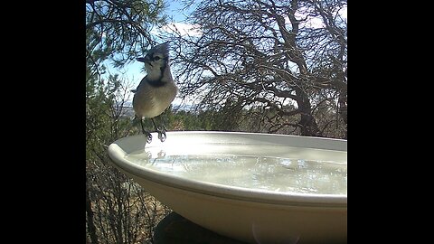 Blue Bird Bath Time