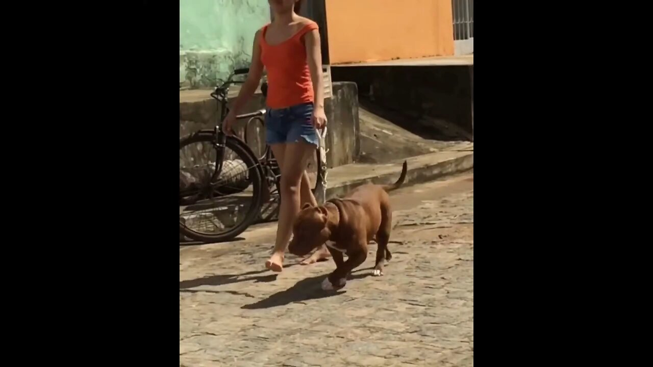 Training Dogs Barefoot