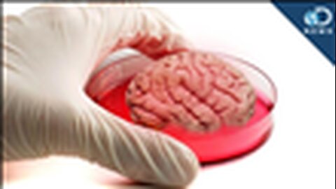 "Decade Recap: The Breakthrough of Growing Mini Human Brains in the Laboratory"