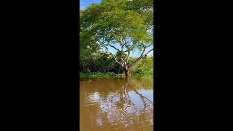 Jaguar Loses Fight With Caiman