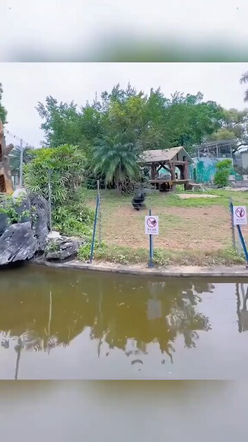 funny animals 🤣😄😄🤣🤣