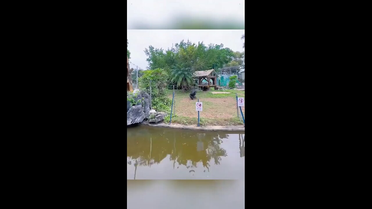 funny animals 🤣😄😄🤣🤣