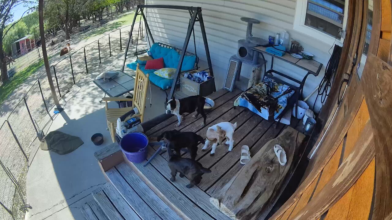Baby goats on front porch