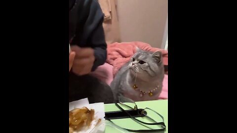 Funniest Cat Videos 😄 - Best Funny Animal Videos 2025 🤩#1