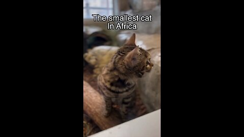 Meet the black footed African cat