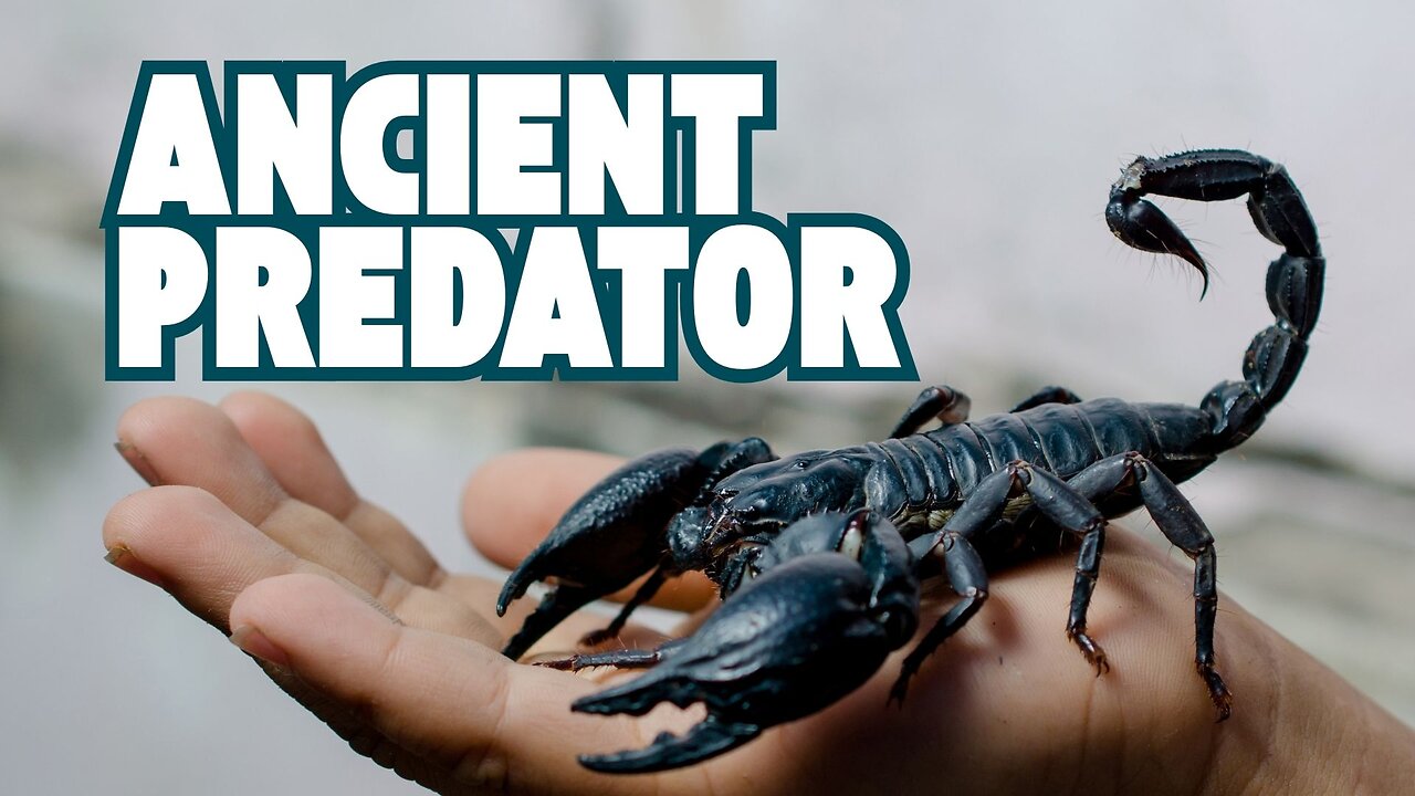 The Ancient Resilience of Scorpions: Nature's Fearsome Predators