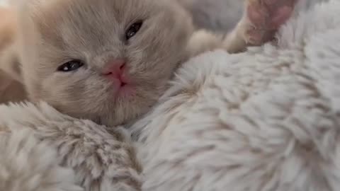 Lazy Cute Kitten Relaxing on Bed 🐾 | Funny Cat Moments"