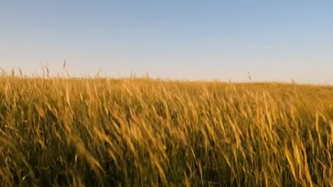 Sounds Insects in the Fields