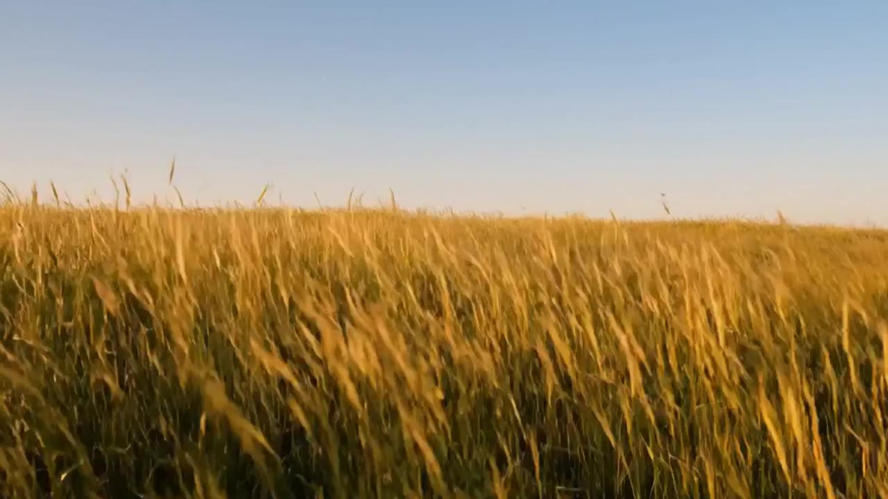Sounds Insects in the Fields