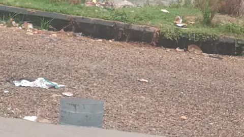 Rain monsoon