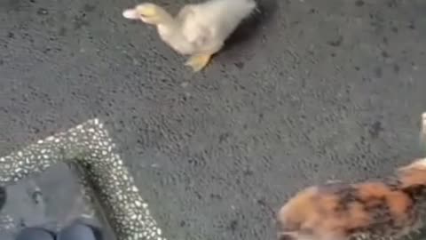 “2 Angry Cats vs 1 Lost Duck 😂 | You Won’t Believe What Happened Inside the House!”
