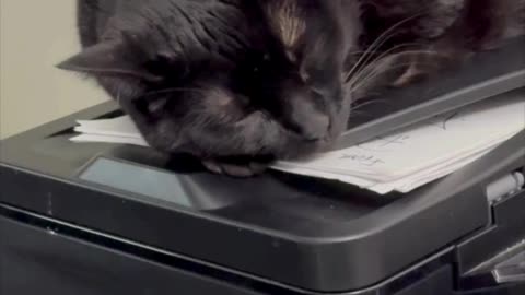 Cute Precious Piper is a Well Hidden Secret Agent - Adopting a Cat from a Shelter Vlog #shorts
