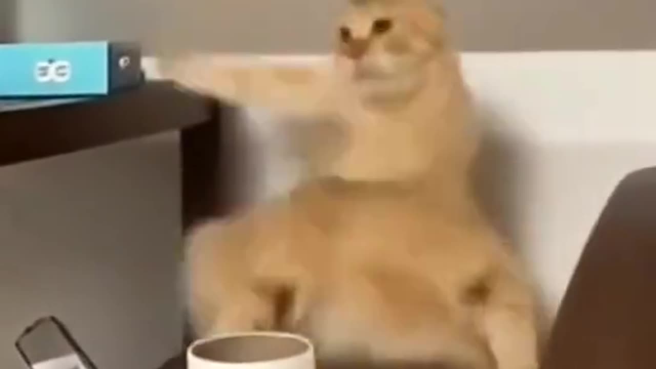Kung Fu Kitty