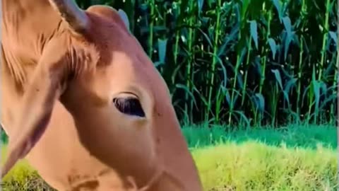 Cow vs snake funny shorts viral real comedy scenes shorts viral video