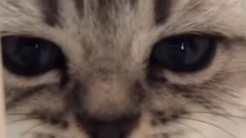Beautiful cat