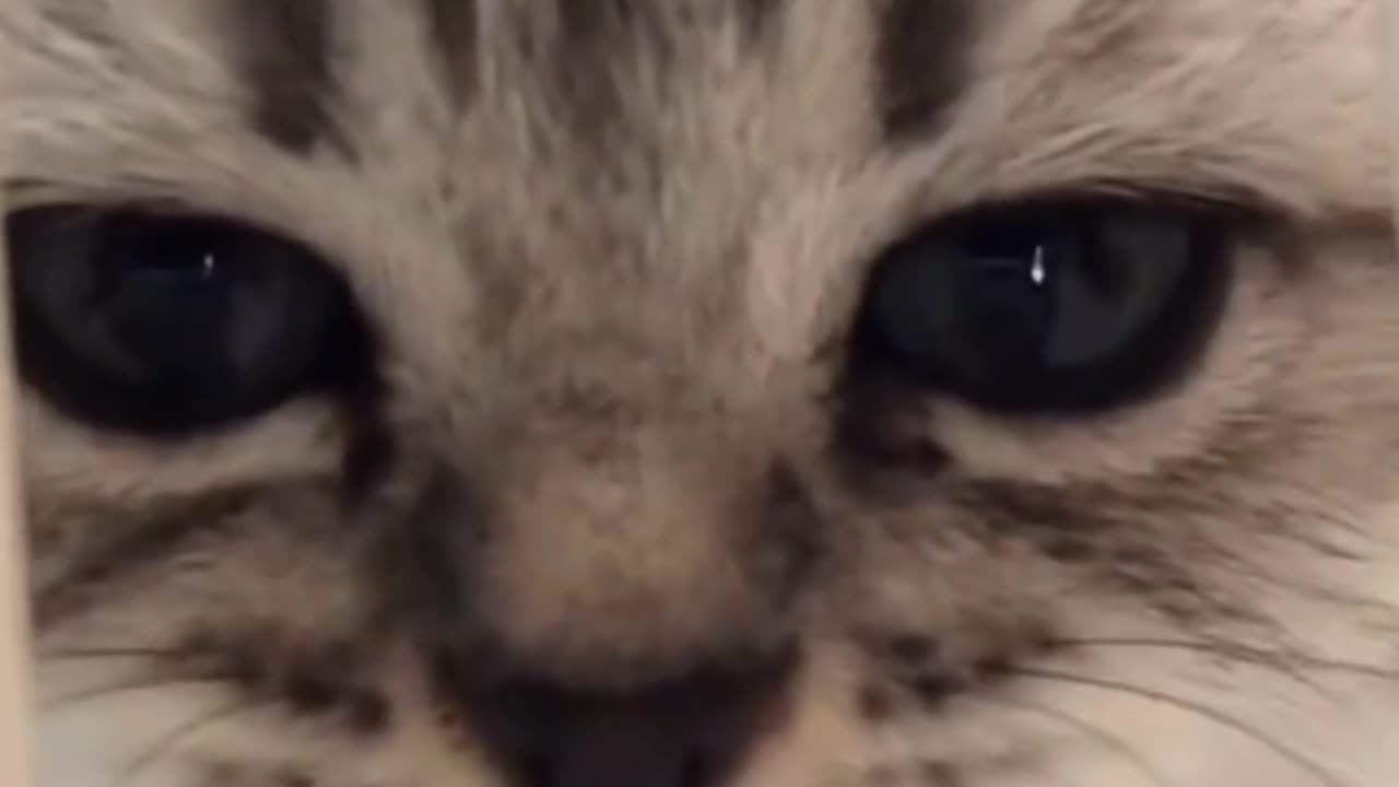 Beautiful cat
