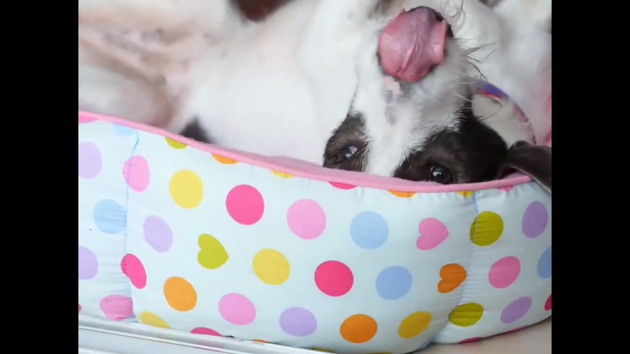 Beautiful pet