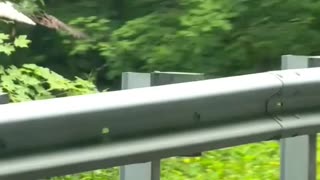 eagle saved an opossum from the road
