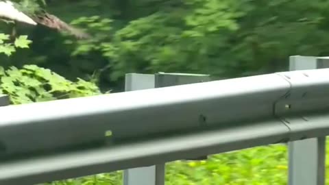 eagle saved an opossum from the road