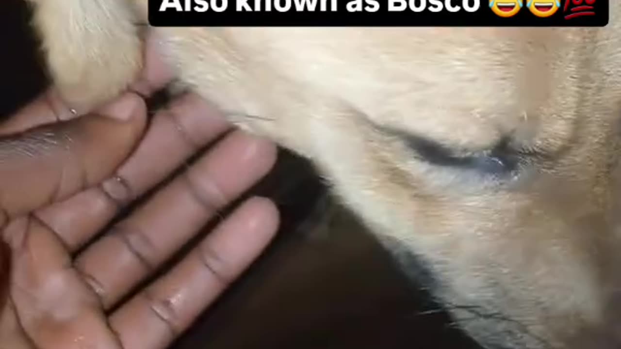 Have you ever seen LOW MAINTENANCE DOG😅😅🙌🙌