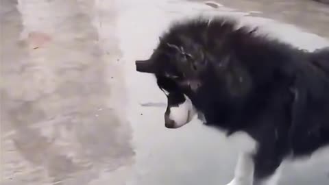 Dog's Comedy Videos 🤣 so cute videos 😍 funny videos 🤣 so cute picture 🤩